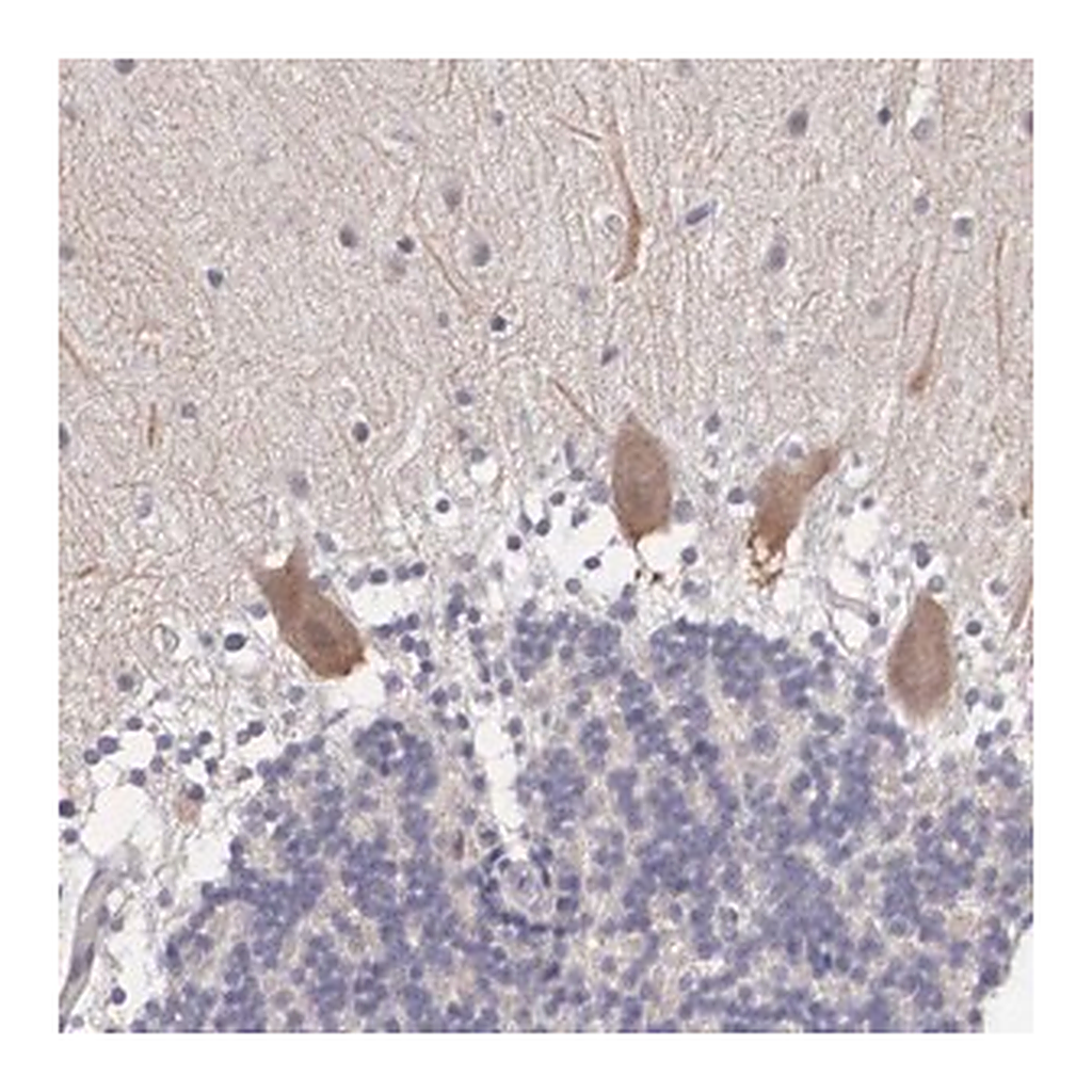 Merck Anti-NINL antibody produced in rabbit