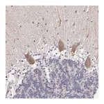 Merck Anti-NINL antibody produced in rabbit