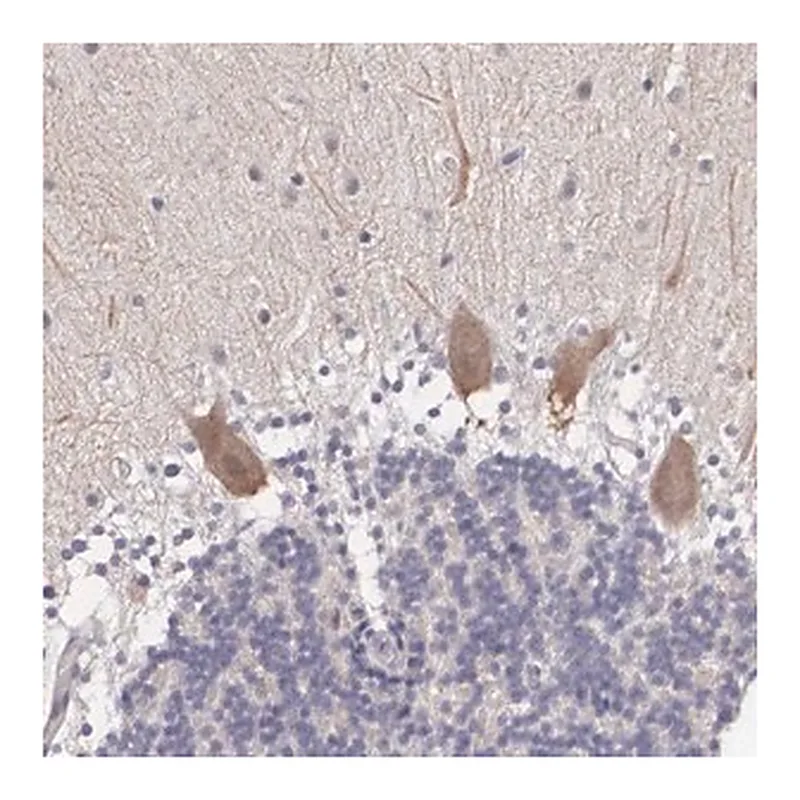Merck Anti-NINL antibody produced in rabbit