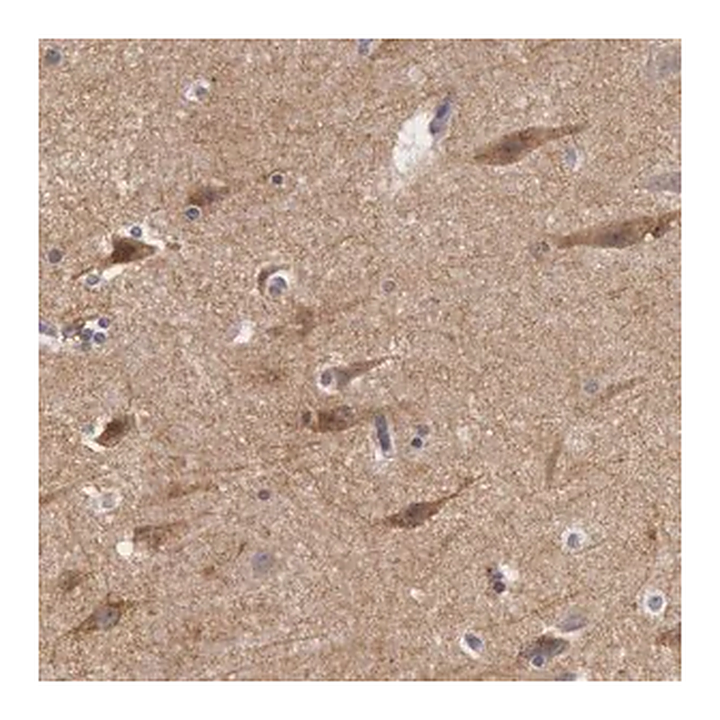 Merck Anti-NLGN4X antibody produced in rabbit