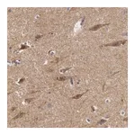 Merck Anti-NLGN4X antibody produced in rabbit