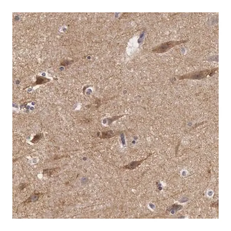 Merck Anti-NLGN4X antibody produced in rabbit