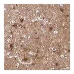 Merck Anti-NRXN3 antibody produced in rabbit