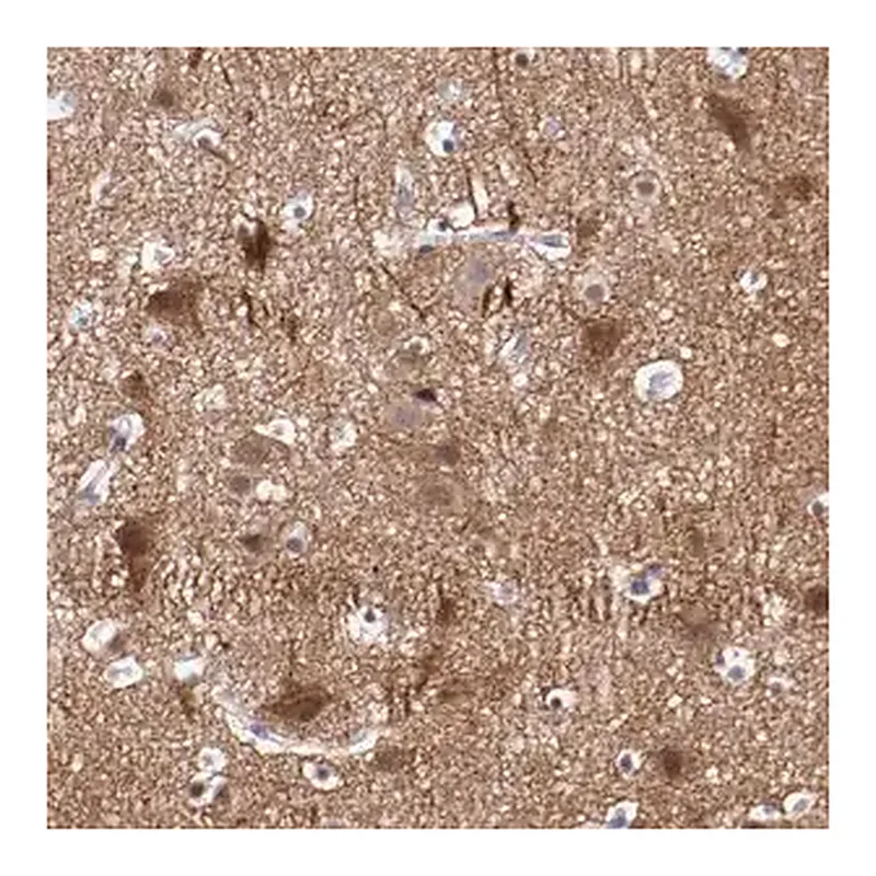 Merck Anti-NRXN3 antibody produced in rabbit