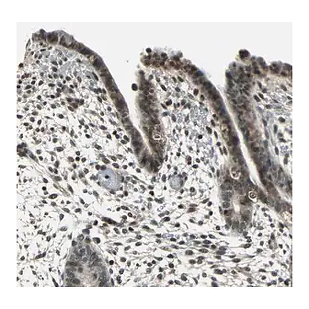 Merck Anti-NR2C2 antibody produced in rabbit
