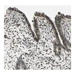 Merck Anti-NR2C2 antibody produced in rabbit