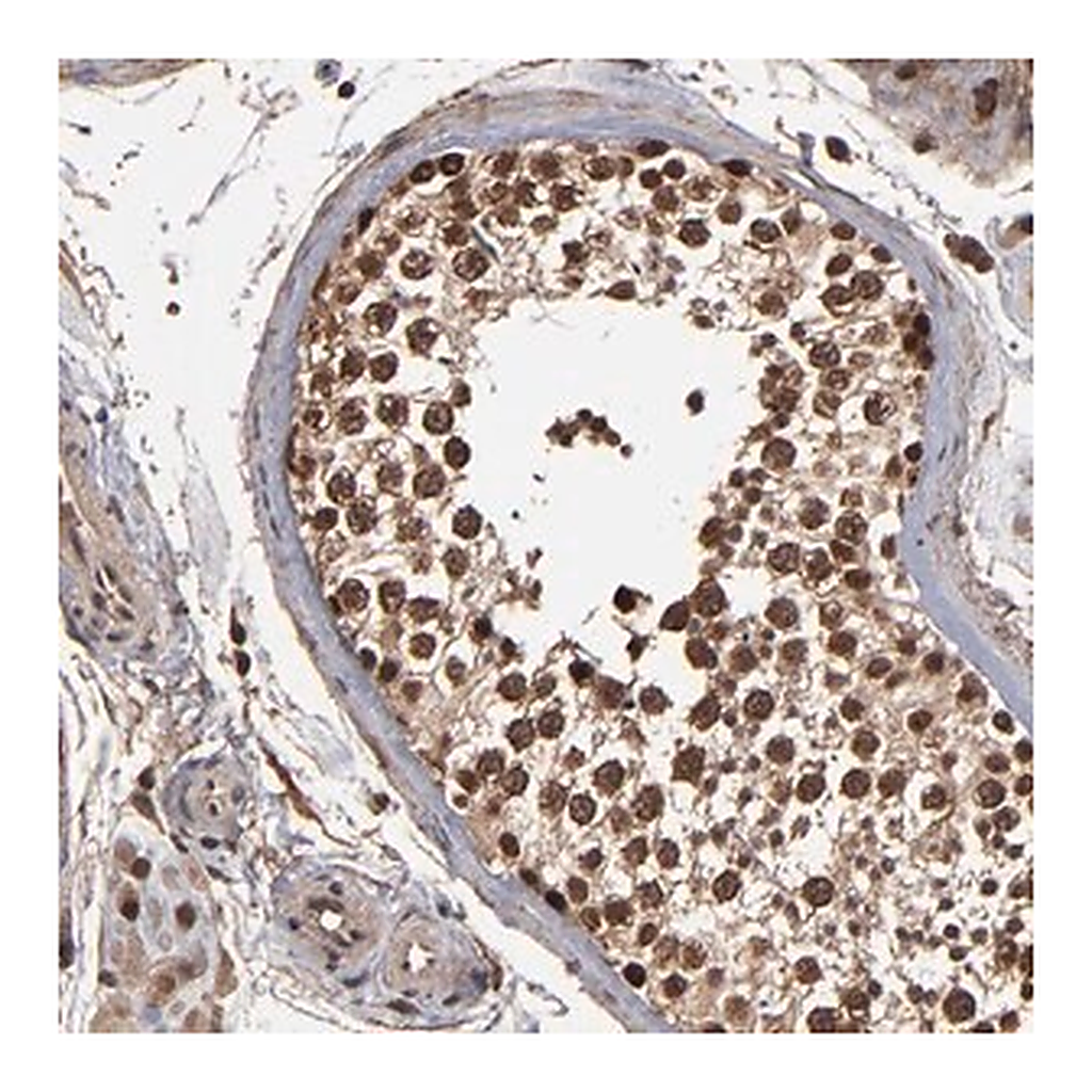 Merck Anti-NXF2B antibody produced in rabbit