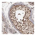 Merck Anti-NXF2B antibody produced in rabbit