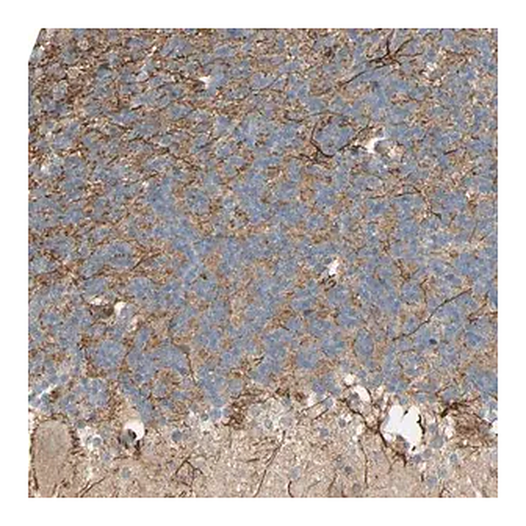 Merck Anti-NRG4 antibody produced in rabbit