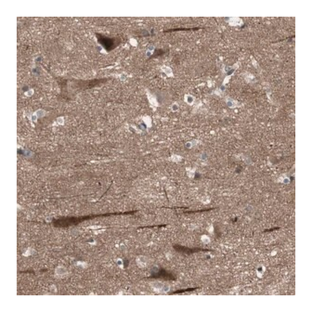 Merck Anti-OAZ1 antibody produced in rabbit