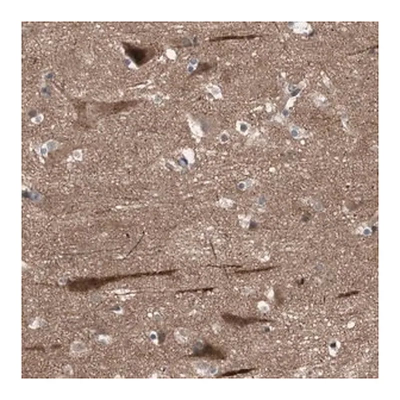 Merck Anti-OAZ1 antibody produced in rabbit