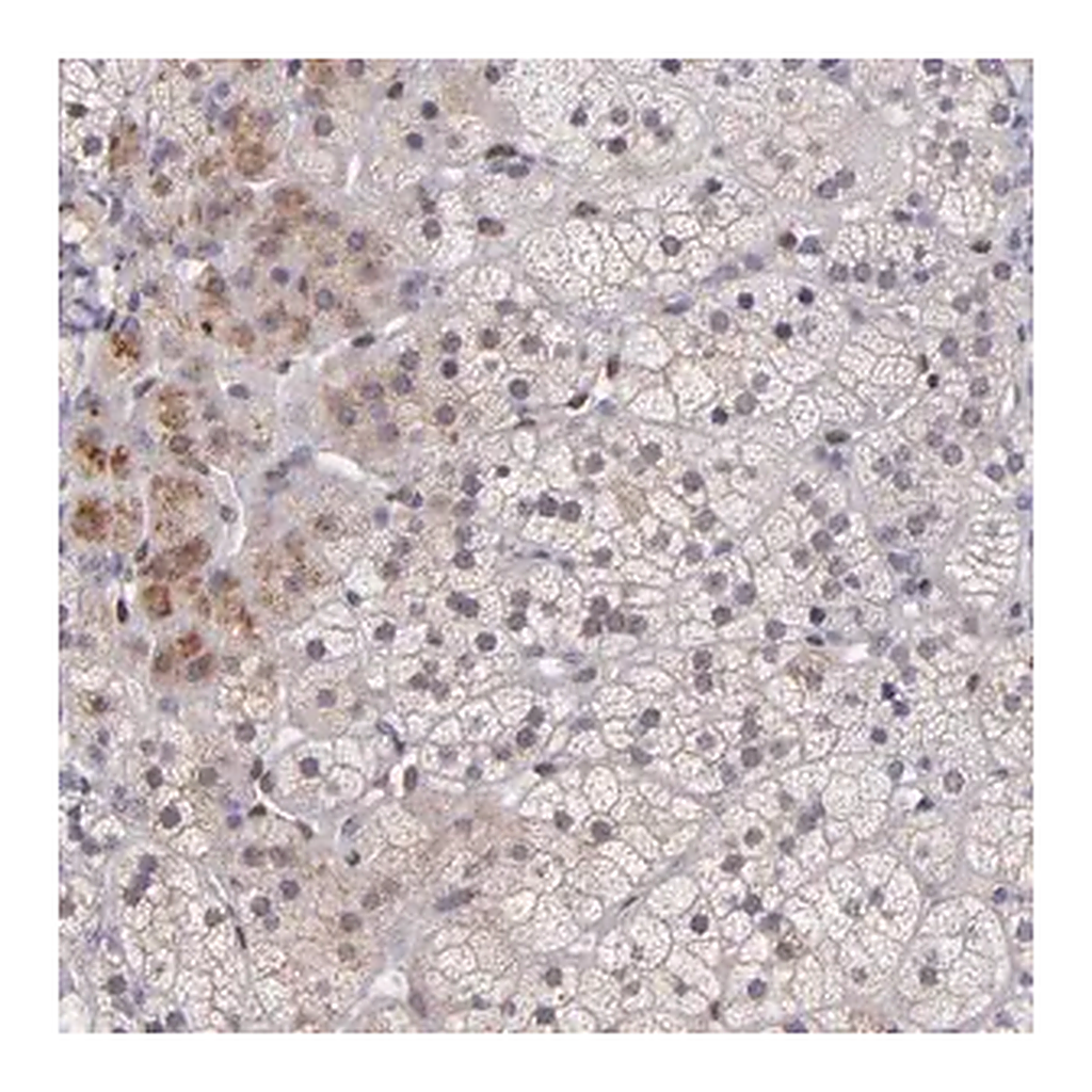 Merck Anti-NUP62CL antibody produced in rabbit