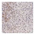 Merck Anti-NUP62CL antibody produced in rabbit