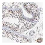 Merck Anti-NXF3 antibody produced in rabbit