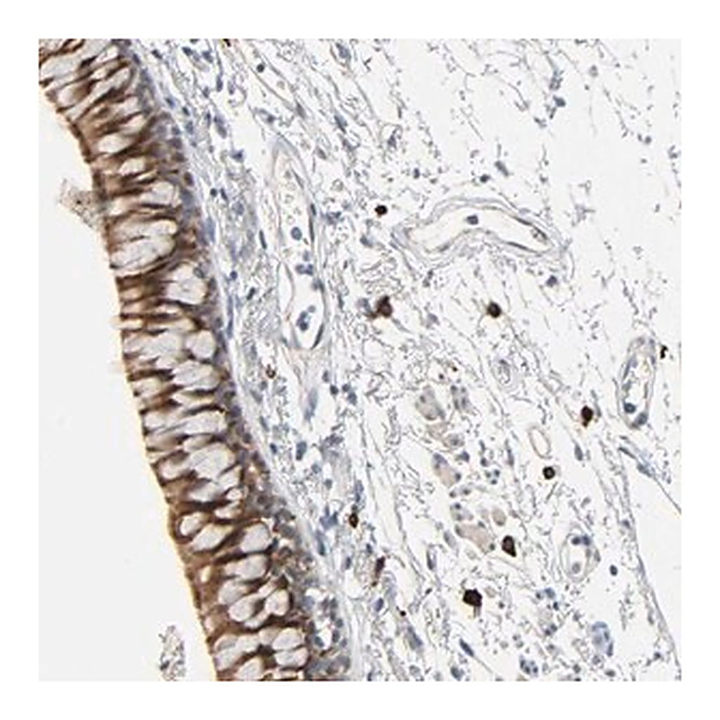 Merck Anti-LIMCH1 antibody produced in rabbit