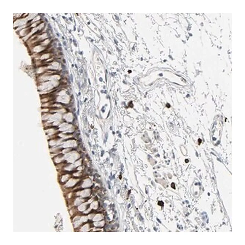 Merck Anti-LIMCH1 antibody produced in rabbit