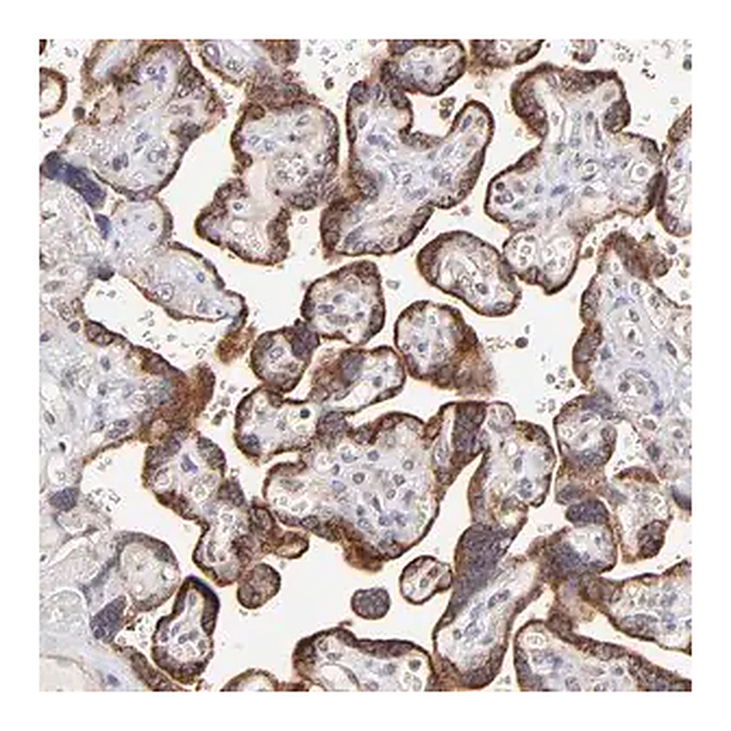 Merck Anti-MAP2K7 antibody produced in rabbit
