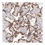 Merck Anti-MAP2K7 antibody produced in rabbit