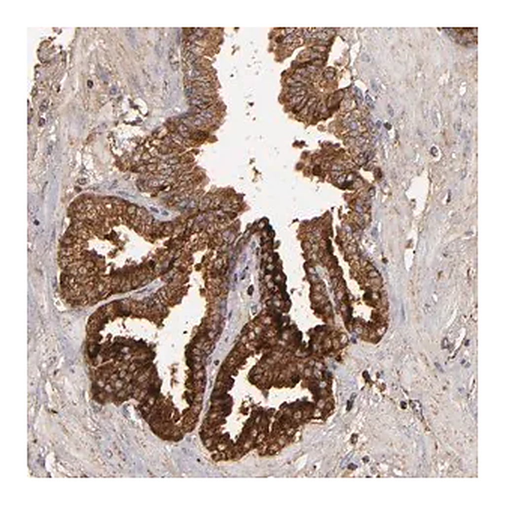 Merck ANTI-CFB antibody produced in rabbit