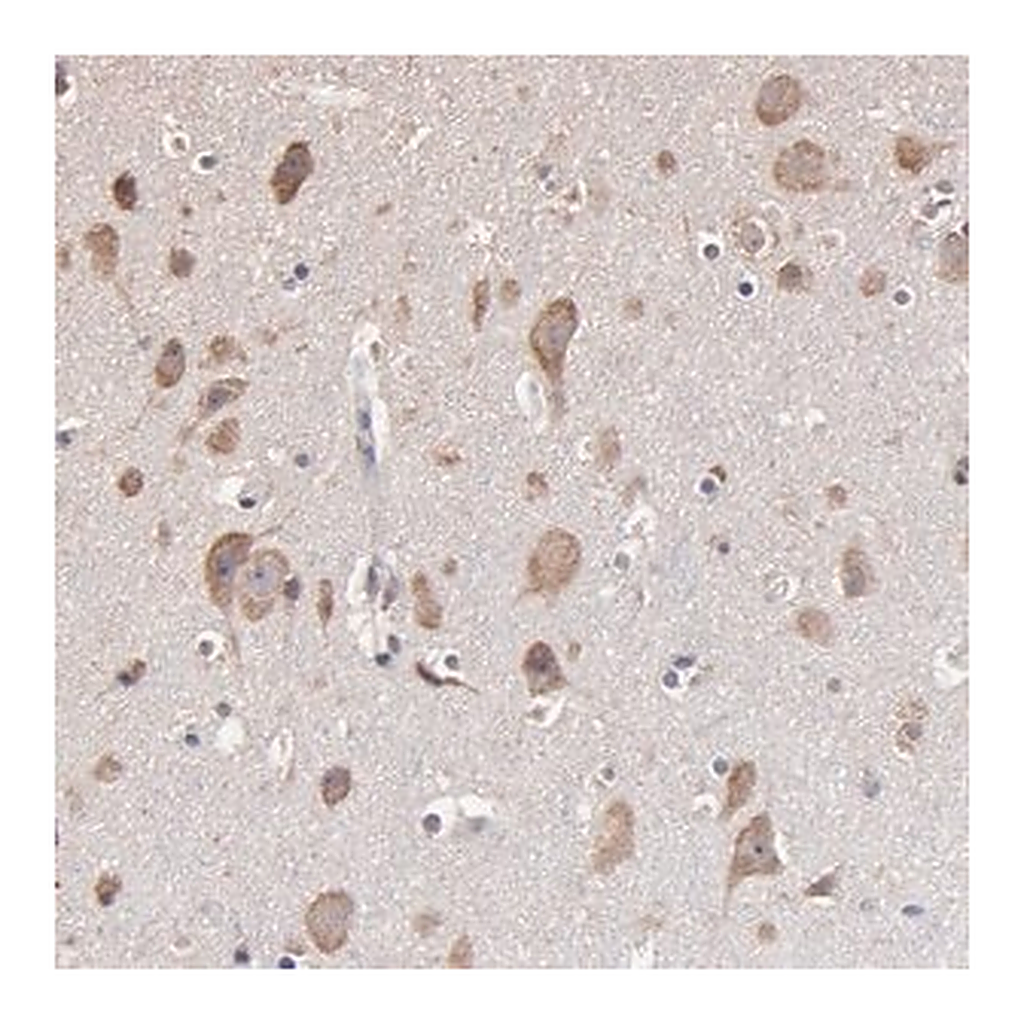 Merck Anti-OPHN1 antibody produced in rabbit