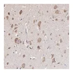 Merck Anti-OPHN1 antibody produced in rabbit