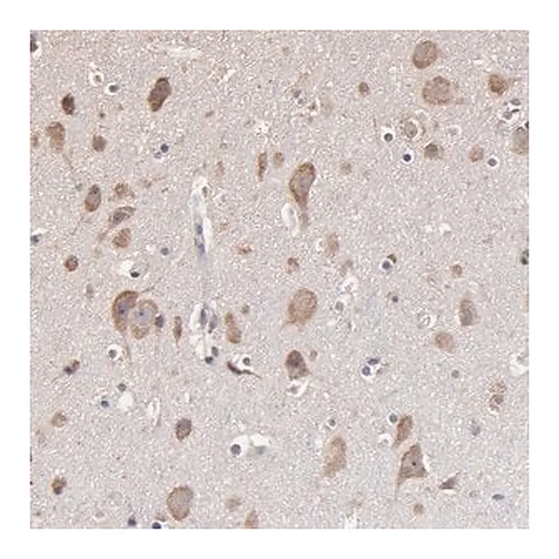 Merck Anti-OPHN1 antibody produced in rabbit