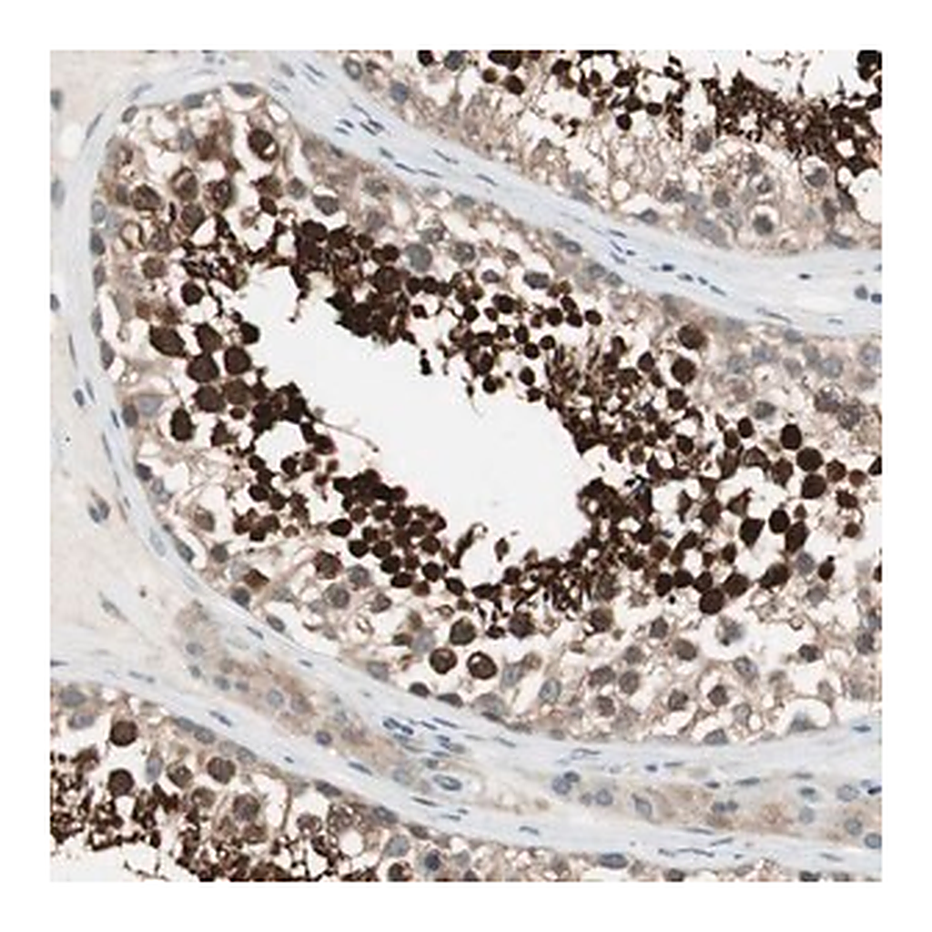 Merck Anti-CGRRF1 antibody produced in rabbit