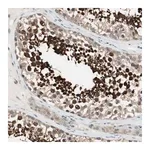 Merck Anti-CGRRF1 antibody produced in rabbit