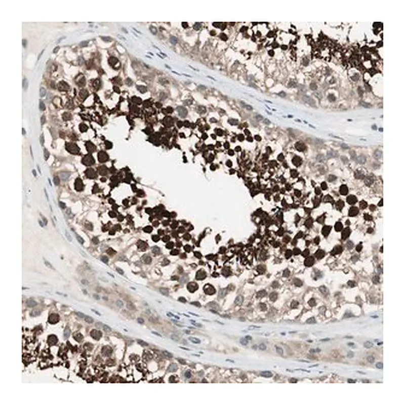 Merck Anti-CGRRF1 antibody produced in rabbit