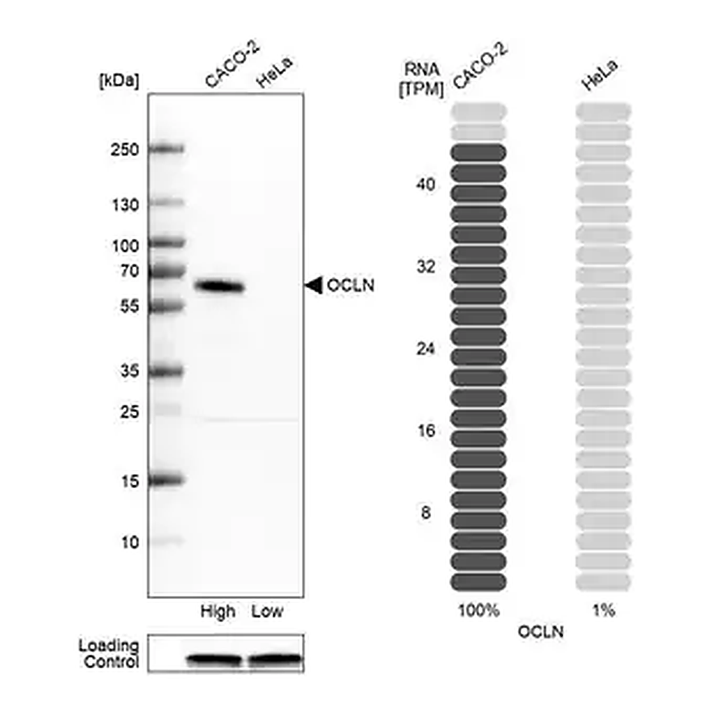 Merck Anti-OCLN antibody produced in rabbit