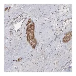 Merck Anti-CHL1 antibody produced in rabbit