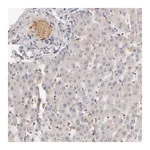 Merck Anti-CFI antibody produced in rabbit