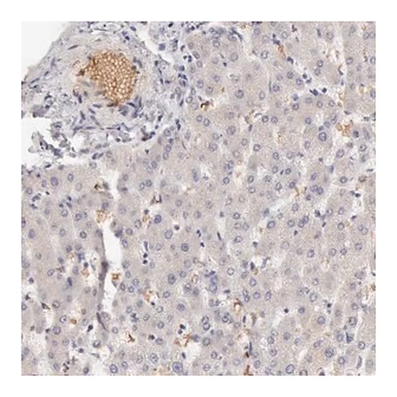Merck Anti-CFI antibody produced in rabbit