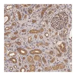 Merck Anti-CHUK antibody produced in rabbit