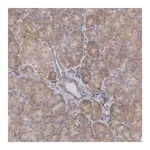 Merck Anti-OSBPL8 antibody produced in rabbit