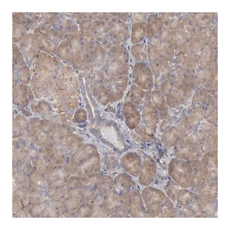 Merck Anti-OSBPL8 antibody produced in rabbit