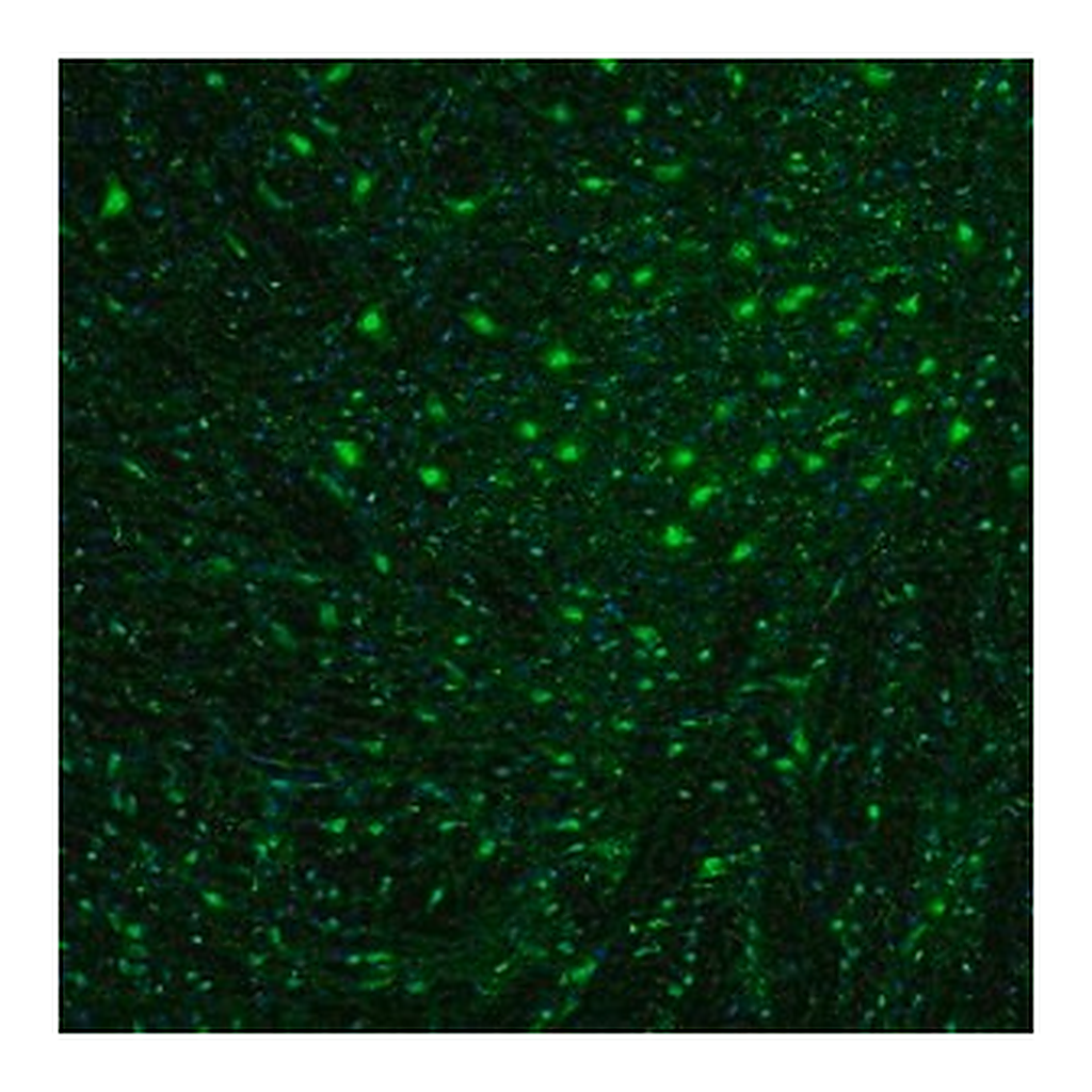 Merck Anti-OGFOD1 antibody produced in rabbit