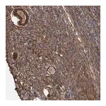 Merck Anti-CILP antibody produced in rabbit