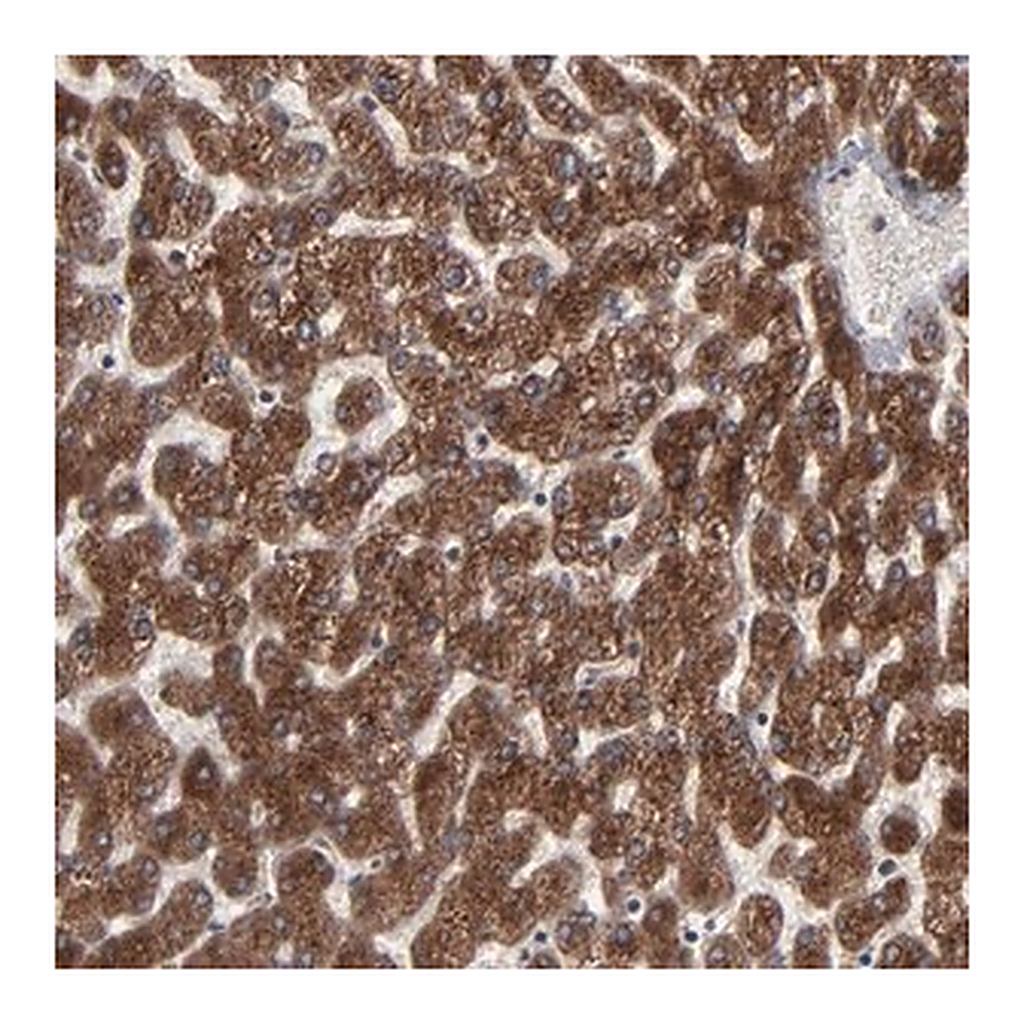 Merck Anti-CNIH1 antibody produced in rabbit