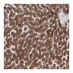Merck Anti-CNIH1 antibody produced in rabbit