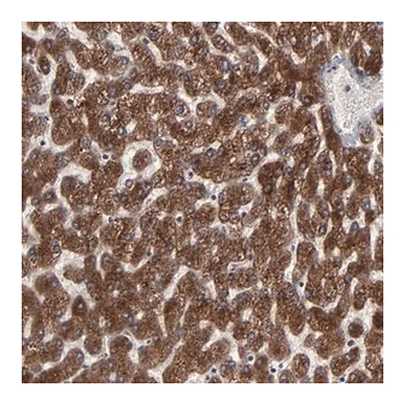 Merck Anti-CNIH1 antibody produced in rabbit