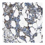 Merck Anti-CLEC4A antibody produced in rabbit
