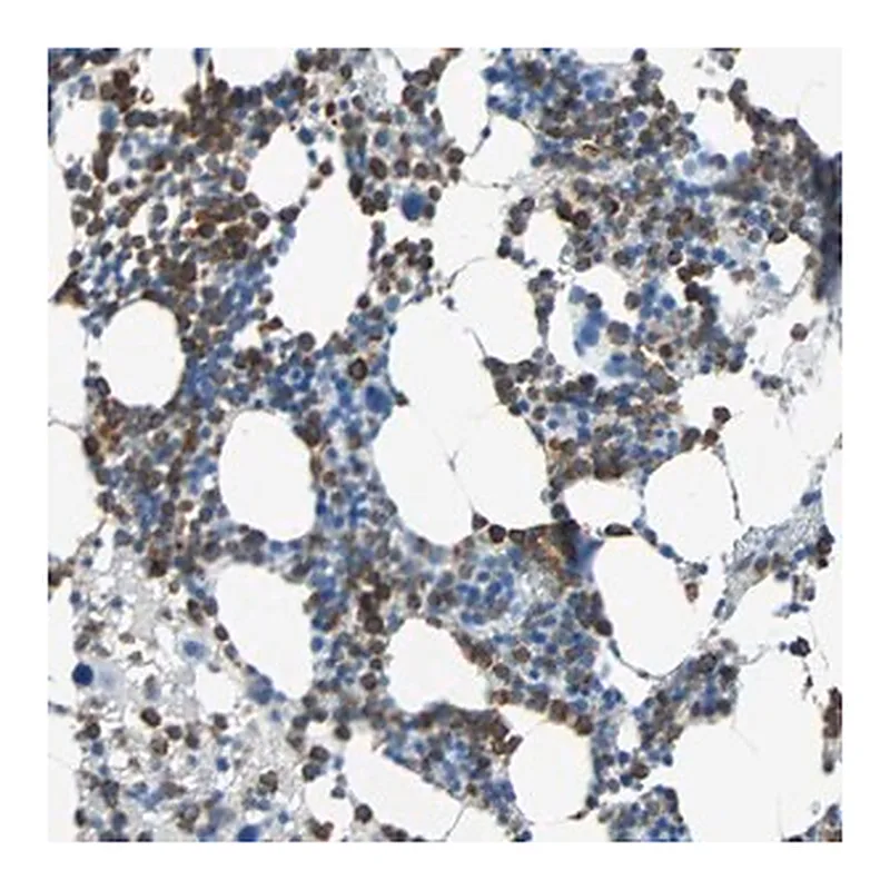 Merck Anti-CLEC4A antibody produced in rabbit