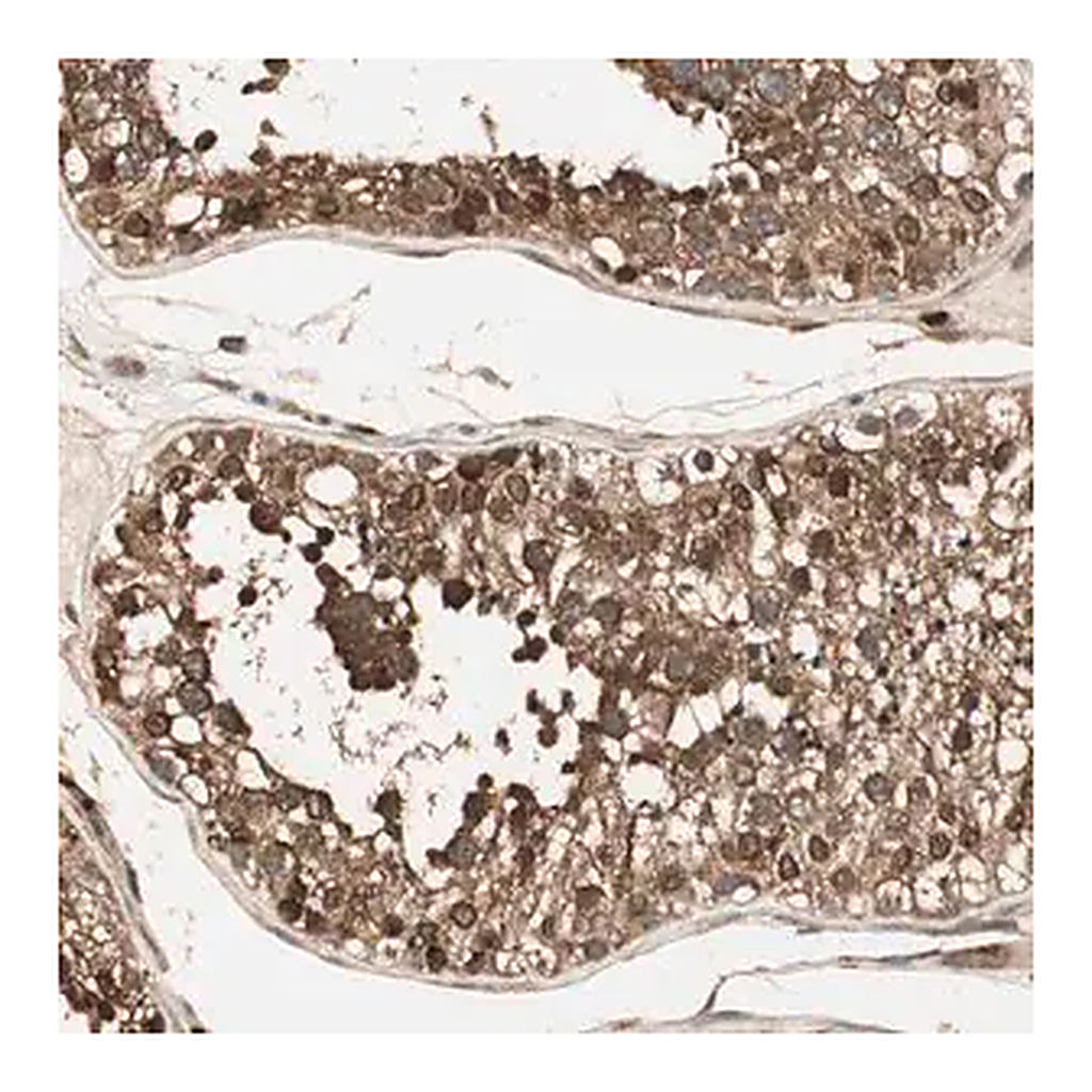 Merck Anti-CNOT4 antibody produced in rabbit