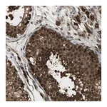 Merck Anti-COPS5 antibody produced in rabbit