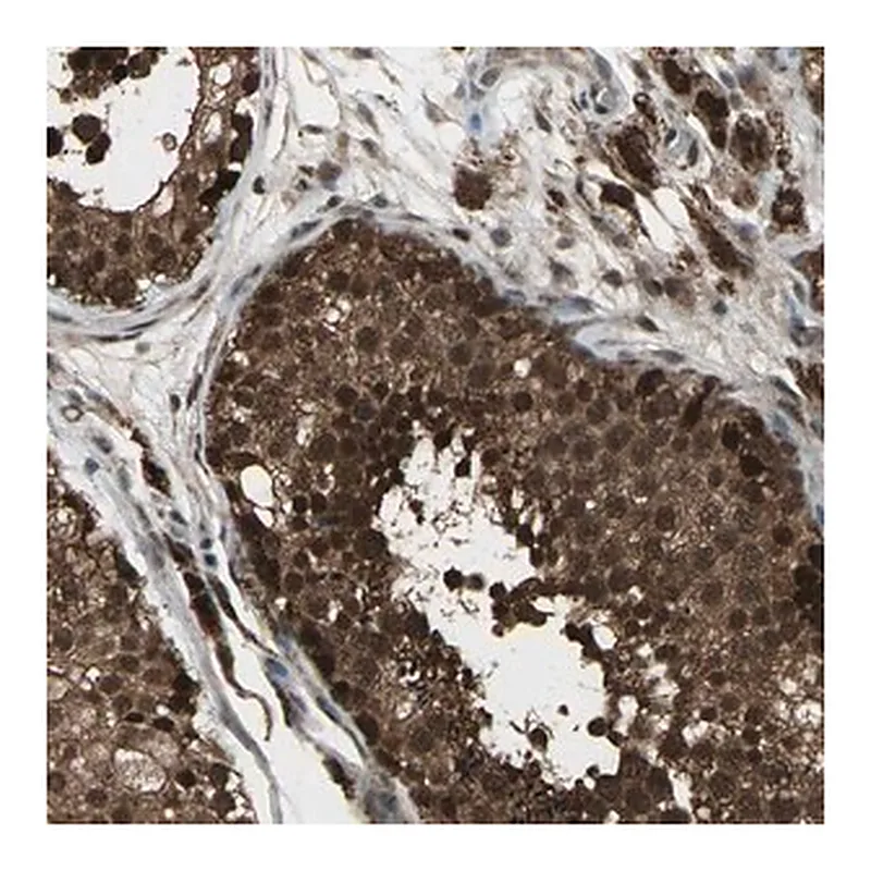 Merck Anti-COPS5 antibody produced in rabbit