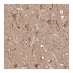 Merck Anti-CNTN3 antibody produced in rabbit