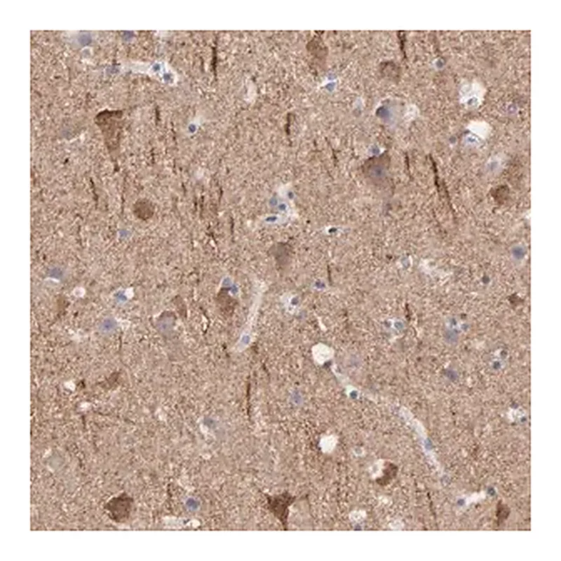 Merck Anti-CNTN3 antibody produced in rabbit