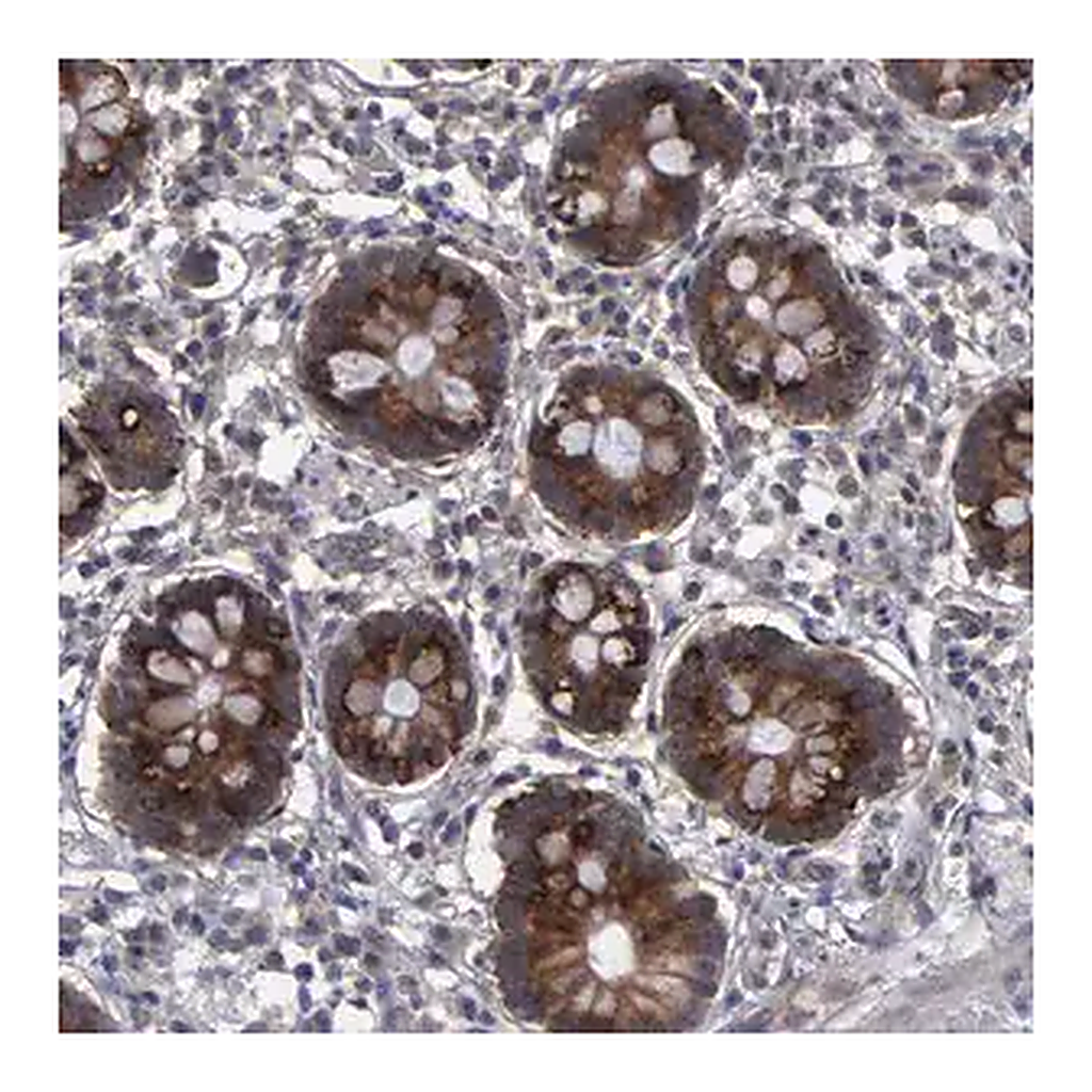 Merck Anti-CRKL antibody produced in rabbit