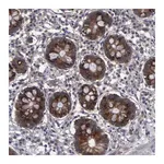 Merck Anti-CRKL antibody produced in rabbit